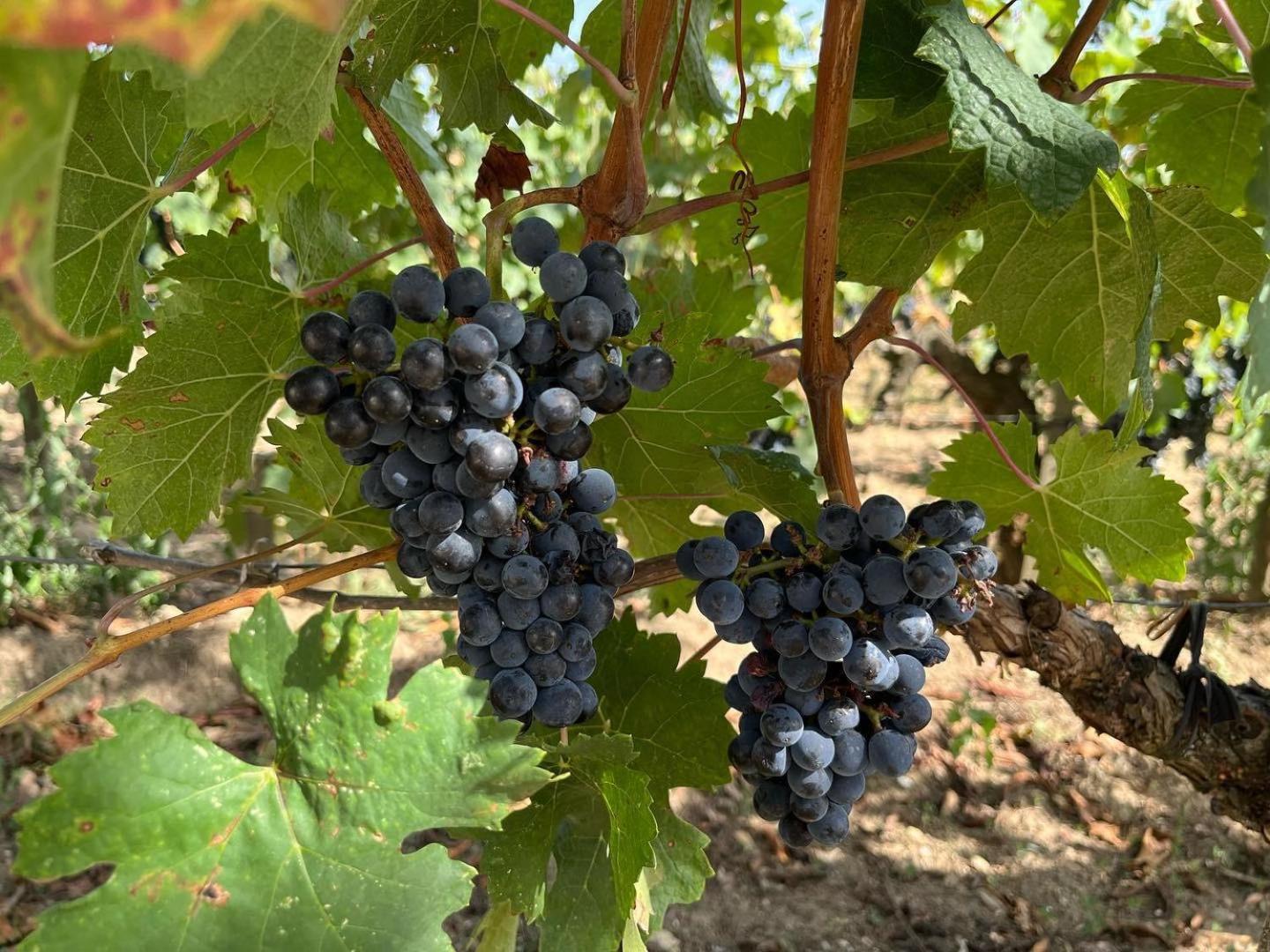 Les Logis Des Vignobles Sainte Emilion En Duplex N 3 Avec Terrasse Apartment Екстериор снимка